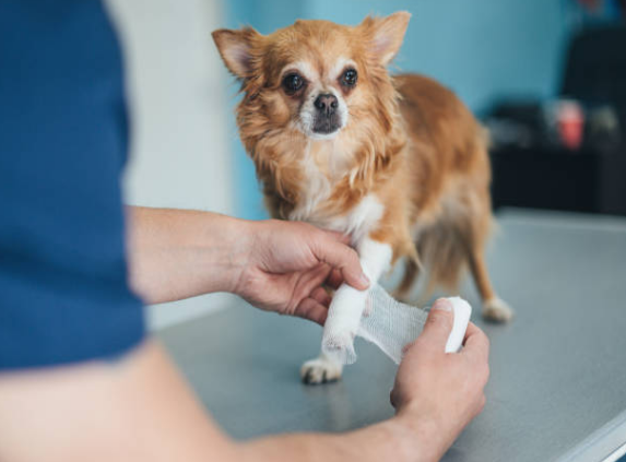 natural pain relief for dogs