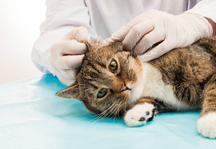 ear mites in cats