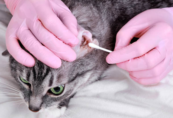how to treat ear mites in cats
