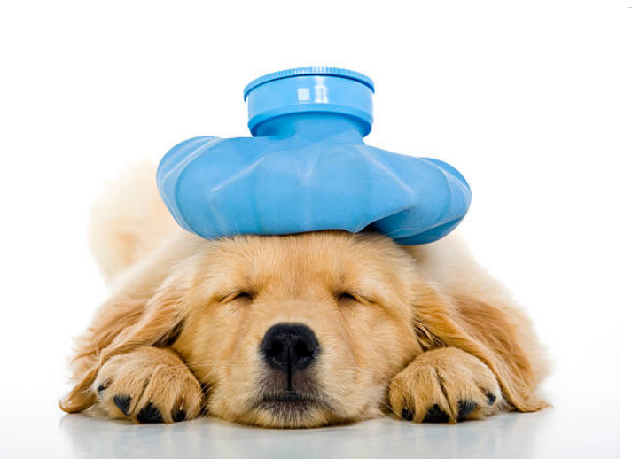 A dog is suffering from diarrhea