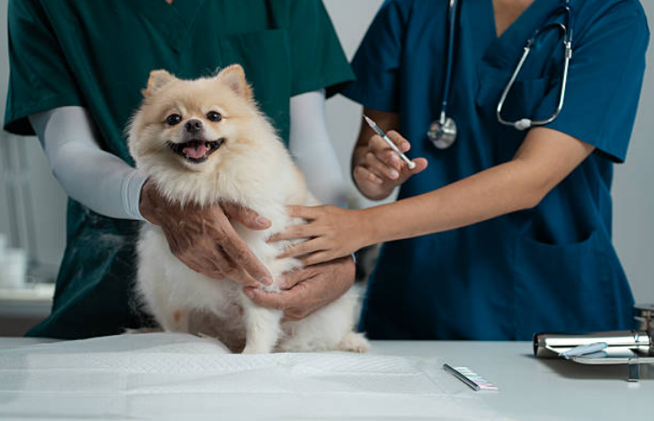 A dog at a vet clinic