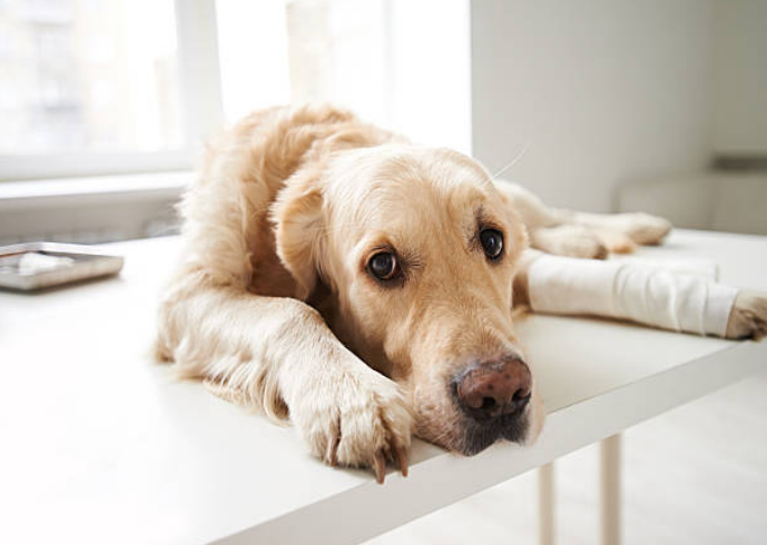 What Can I Give My Dog for Pain? Safe Options Every Owner Should Know