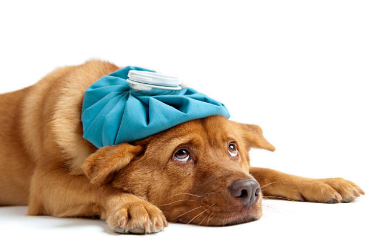 Dog Has Bloody Diarrhea but Acting Normal: Causes, Risks, and When to See a Vet