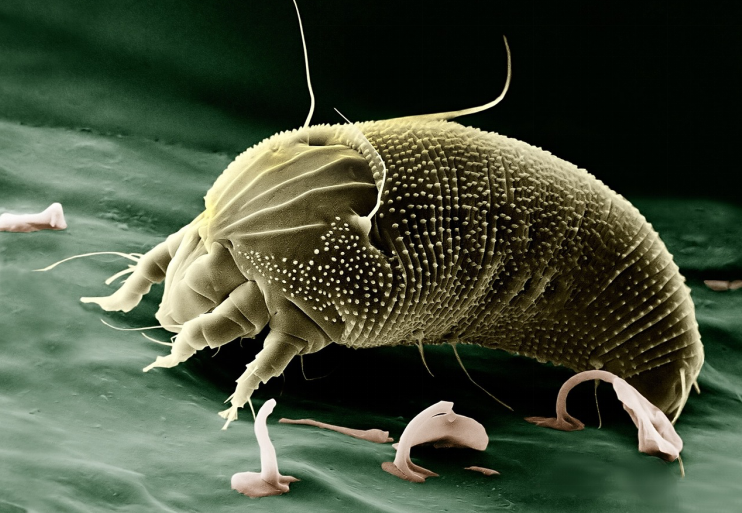 Ear Mites in Dogs: What Every Pet Parent Needs to Know