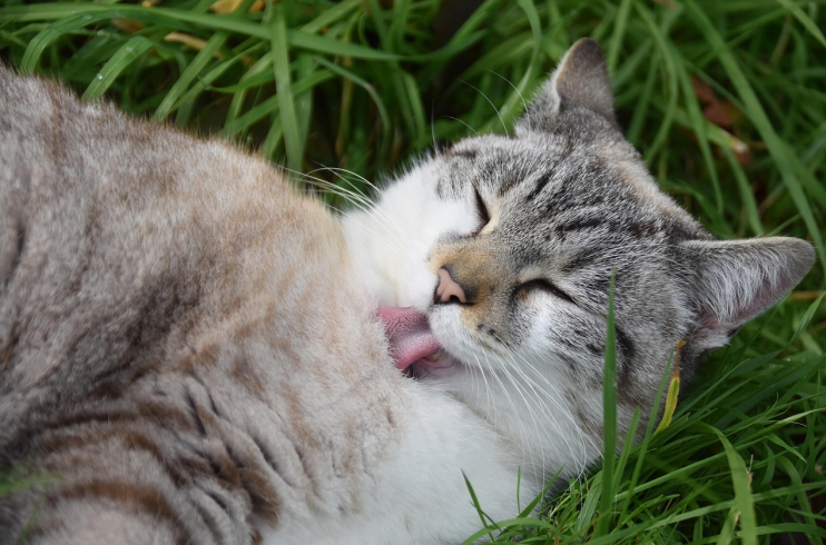 Cat grooming itself, increasing the chance of tapeworm in cats