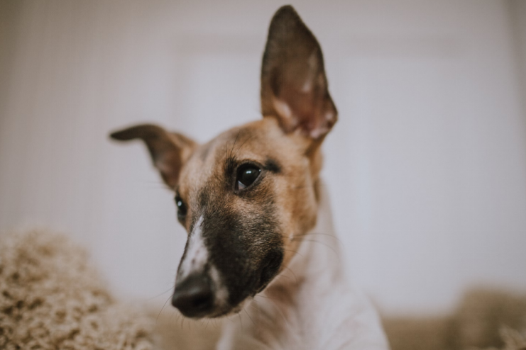 Dog with long raised ears looking at the camera