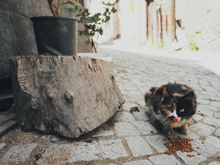 Cat eating from area with risk of bacteria contamination