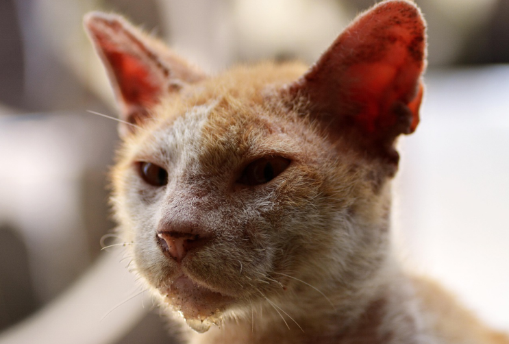 Tapeworm in Cats: Causes, Symptoms, and Effective Treatments