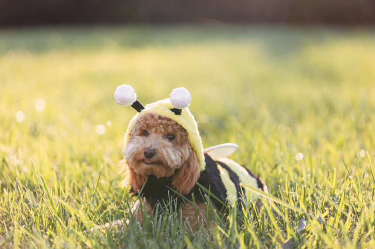 Is Honey Good for Dogs? Benefits, Risks, and Safe Serving Tips