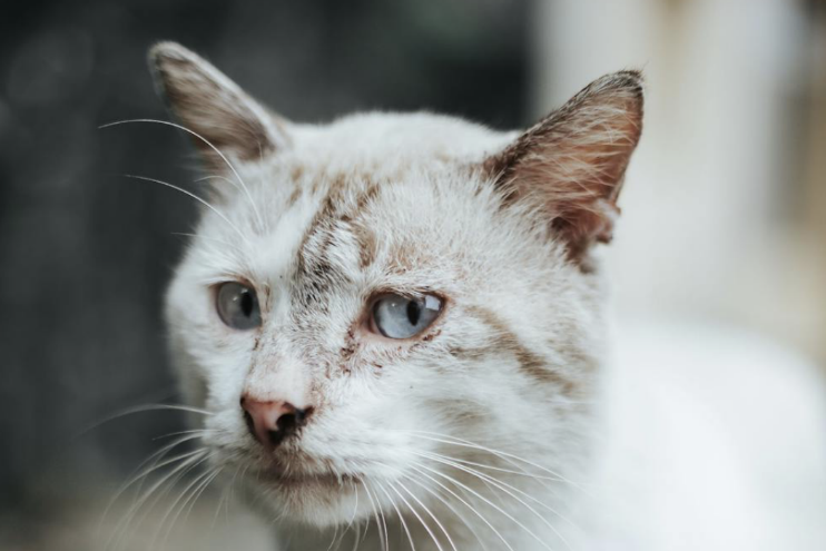 Cat Acne Explained: Why It Happens and How to Treat It