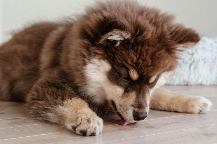 Understanding Dog Excessive Licking: Causes, Concerns, and Solutions