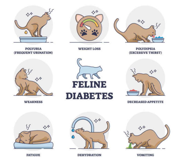 Symptoms of feline diabetes summed up