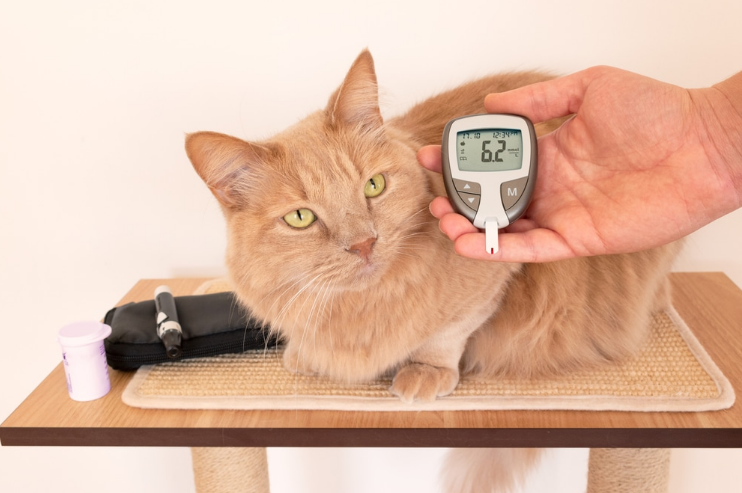 Measuringthe sugar level of a diabetic cat