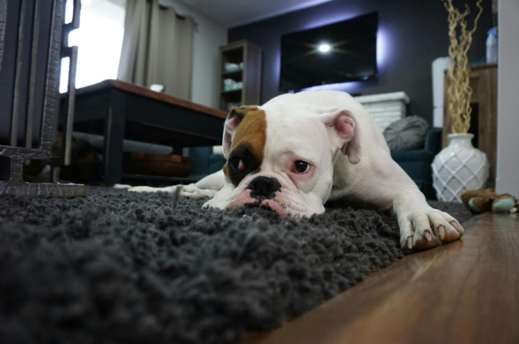 A bored dog lying on a gray rug A bored dog lying on a gray rug