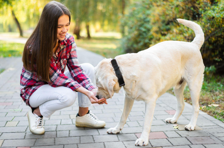Smiling woman in a red plaid shirt feeding her Labrador while sitting in a park Smiling woman in a red plaid shirt feeding her Labrador while sitting in a park