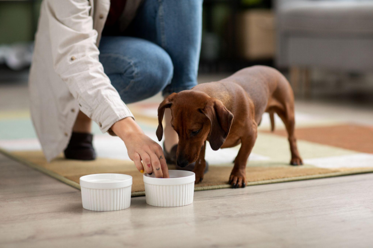 Woman pouring food into a greyhound’s bowl at home Woman pouring food into a greyhound’s bowl at home