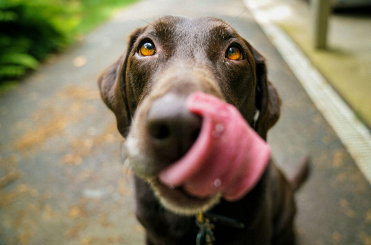 Close-up shot of a dog licking his nose