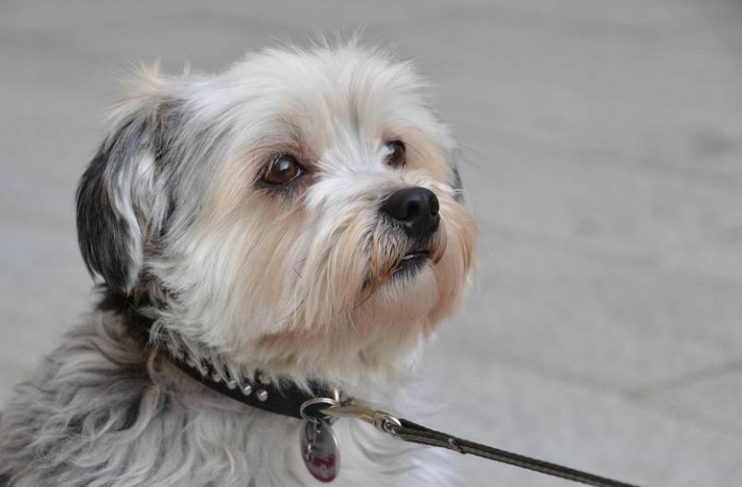 Close-up of a small fluffy dog with white and gray fur, wearing a black collar
