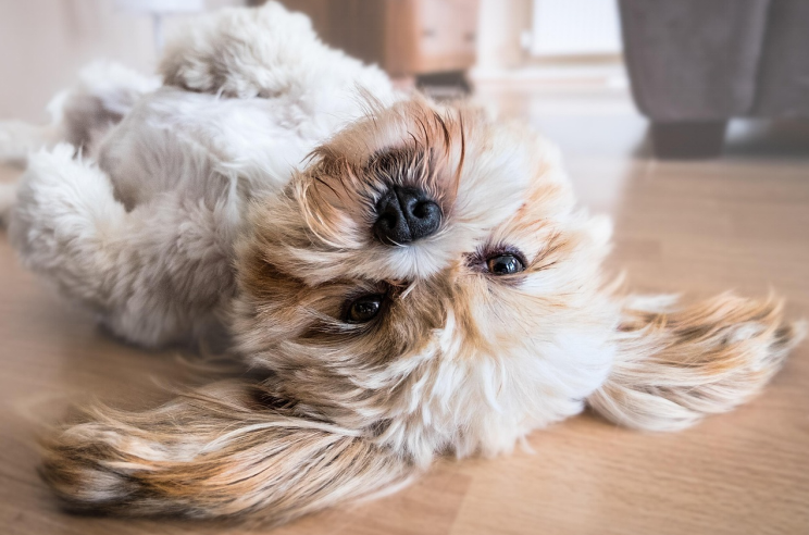 A Shih Tzu playfully lying on the floor