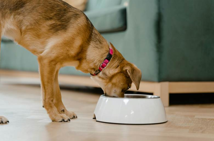A brown dog eating a meal from a bowl