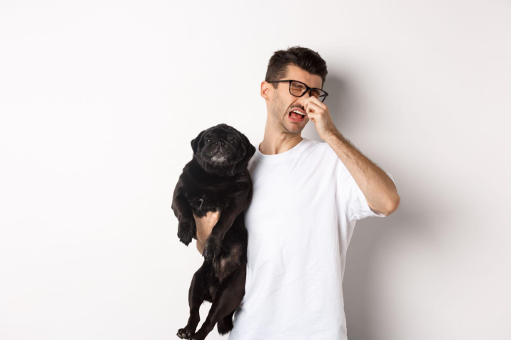 Man holding a black pug while pinching his nose because of a bad smell Man holding a black pug while pinching his nose because of a bad smell