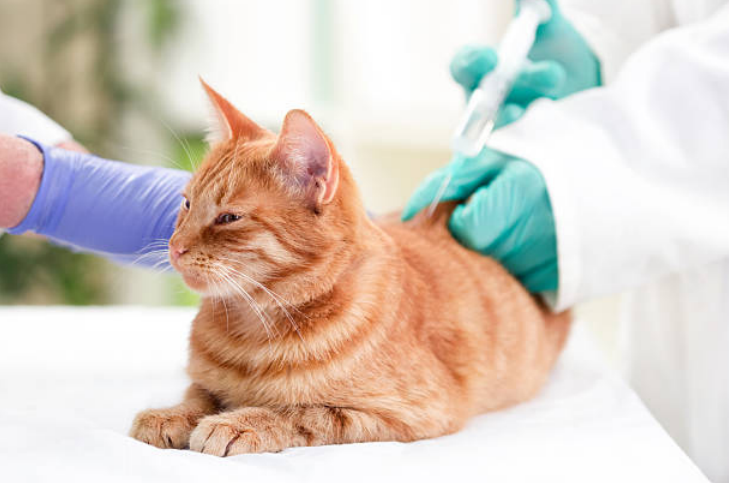 Diabetes in Cats: A Practical Guide for Worried (and Loving) Cat Parents