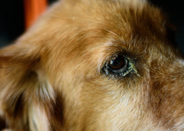 A close-up of a dog’s eye with yellowish discharge, showing signs of irritation or infection A close-up of a dog’s eye with yellowish discharge, showing signs of irritation or infection