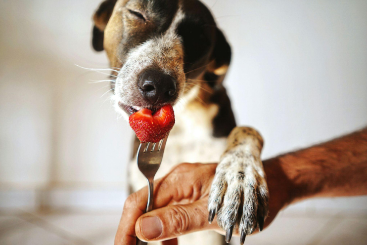 Can Dogs Eat Strawberries? A Guide to Safe Fruits for Your Furry Friends