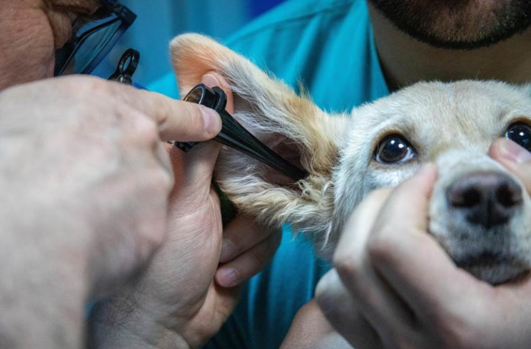 A vet examining a dog’s ears
