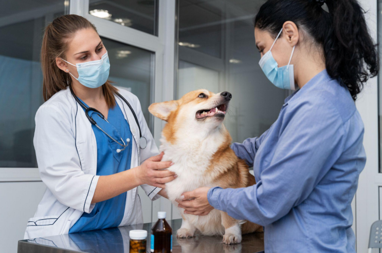 A vet examining the gums of a dog to look for symptoms of hemangiosarcoma