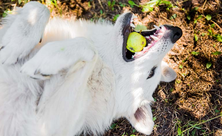 A dog choking on a fruit laying on the ground