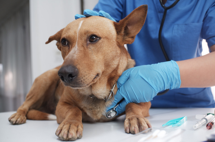 A dog being examined for kennel cough by a vet