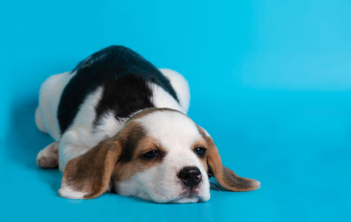 A sleepy beagle puppy lying down on a bright blue background.