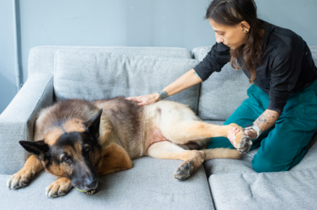 Woman gently stretching a German Shepherd’s leg while the dog rests on a couch.