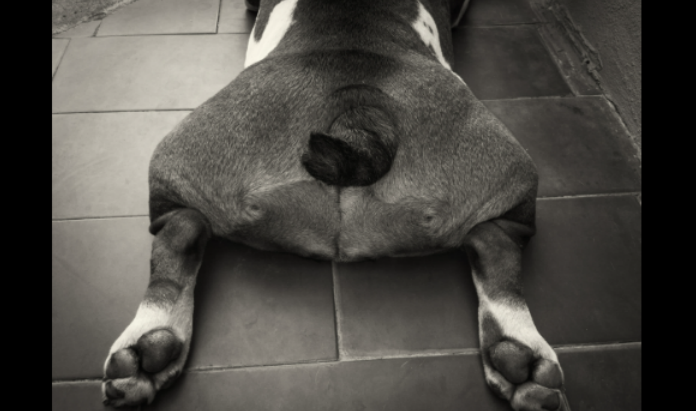 Rear view of a dog lying flat with its hips splayed out, a posture often linked to hip dysplasia.