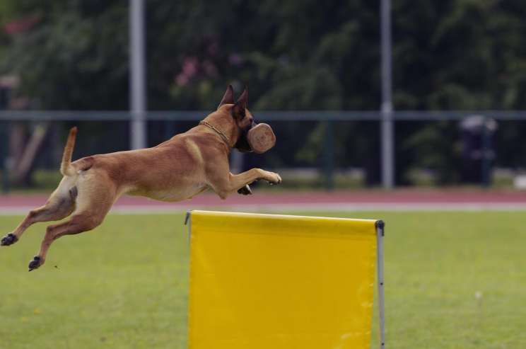 A Belgian Malinois training with hurdles as part of daily exercise