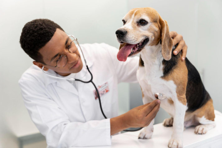 A vet using a stethoscope to check a dog’s heartbeat
