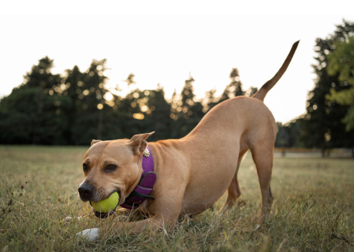A golden-brown dog playing with a tennis ball on the ground