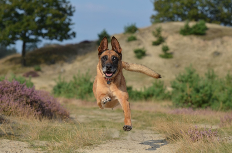 A Belgian Malinois running fast