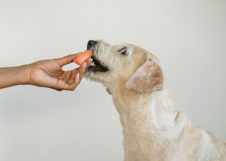 Are Carrots Good For Dogs?