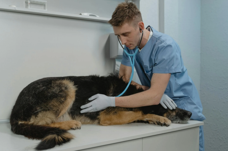A vet comforting a sick dog in a clinic
