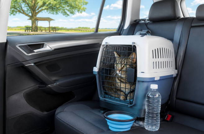 How to Keep Your Cat Hydrated During Travel