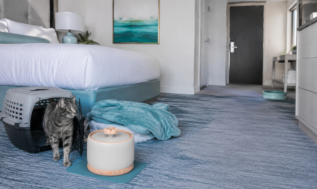 Keep Your Cat Hydrated During Travel