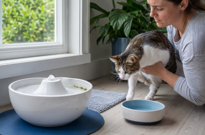 Can Algae Grow in a Cat Water Fountain?