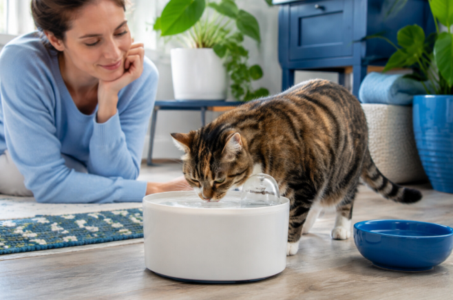 How to Sanitize a Cat Water Fountain After Illness