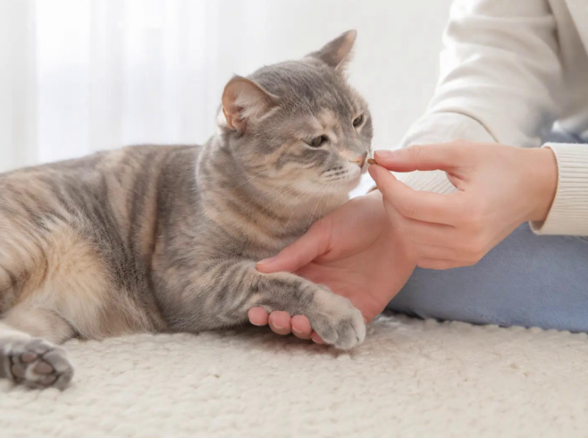 Why Does My Cat Hate Nail Trims