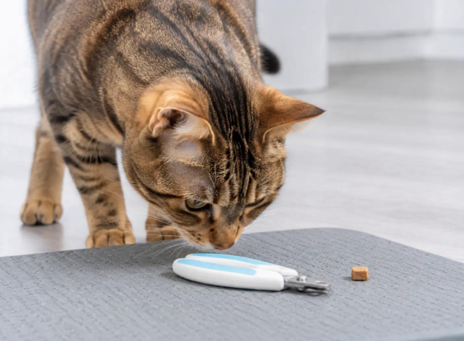 Why Does My Cat Hate Nail Trims