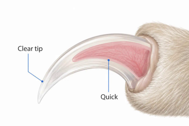 How to Trim Claws Safely