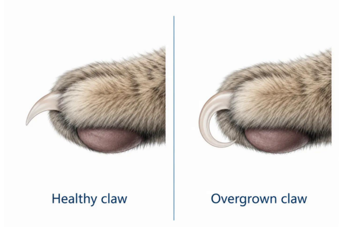 How to Trim Claws Safely