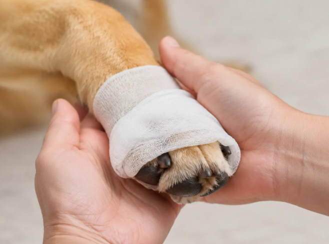 Dog Paw Burns